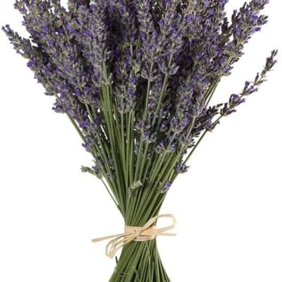 TooGet Natural Lavender Bundles, Freshly Harvested 200+ Stems Dried Lavender Bunch 16