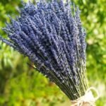 TooGet Lavender Dried Ultra Blue Bundles 200+ Stems(16